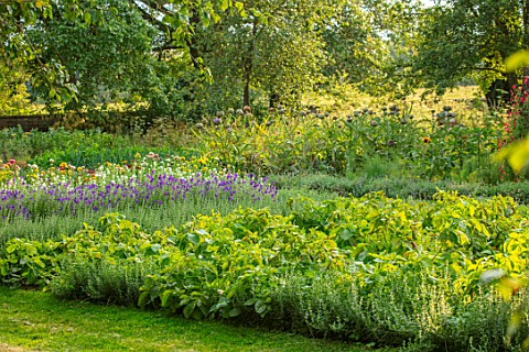 CANONS_ASHBY_NORTHAMPTONSHIRE_THE_NATIONAL_TRUST__THE_KITCHEN_GARDEN_POTAGER_WITH_HELICHRYSUM_KING_S