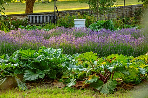 CANONS_ASHBY_NORTHAMPTONSHIRE_THE_NATIONAL_TRUST__THE_KITCHEN_GARDEN_POTAGER_LAVENDER_RHUBARB_PICKIN