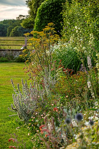 CANONS_ASHBY_NORTHAMPTONSHIRE_THE_NATIONAL_TRUST__WALL_WHITE_BORDER_BRONZE_FENNEL_STACHYS_JULY_PEREN