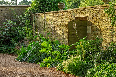 CANONS_ASHBY_NORTHAMPTONSHIRE_THE_NATIONAL_TRUST__WALL_GATE_ACANTHUS_SPINOSUS_JULY_SUNSET_GRAVEL_PAT