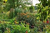 CANONS ASHBY, NORTHAMPTONSHIRE, THE NATIONAL TRUST - THE KITCHEN GARDEN, POTAGER WITH DAHLIA DAVID HOWARD, ARABIAN NIGHT, PARK PRINCESS, BISHOP OF YORK