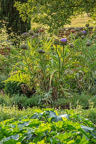 CANONS_ASHBY_NORTHAMPTONSHIRE_THE_NATIONAL_TRUST__THE_KITCHEN_GARDEN_POTAGER_WITH_GLOBE_ARTICHOKES_C