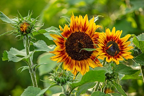CANONS_ASHBY_NORTHAMPTONSHIRE_THE_NATIONAL_TRUST__THE_KITCHEN_GARDEN_POTAGER_ANNUALS_SUNFLOWERS_HELI