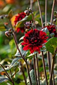 CANONS ASHBY, NORTHAMPTONSHIRE, THE NATIONAL TRUST - THE KITCHEN GARDEN, POTAGER - PORTRAIT OF DARK RED FLOWERS OF DAHLIA ARABIAN NIGHT