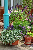 WATERDALE, WEST MIDLANDS: TERRACE, PATIO, BLUE METAL PERGOLA, TERRACOTTA CONTAINERS IN PURPLE AND PINK, HANGING BASKETS