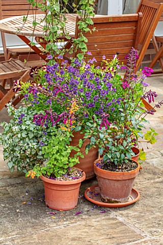 WATERDALE_WEST_MIDLANDS_TERRACE_PATIO_TERRACOTTA_CONTAINERS_IN_PURPLE_WOODEN_TABLE_AND_CHAIRS