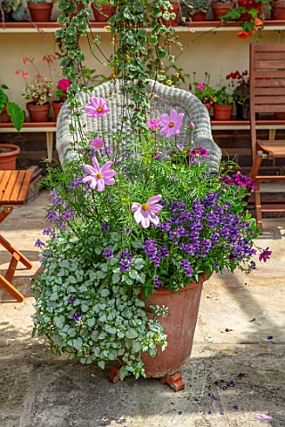 WATERDALE_WEST_MIDLANDS_TERRACE_PATIO_TERRACOTTA_CONTAINERS_IN_PURPLE_AND_PINK