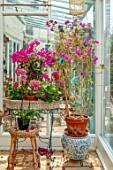 WATERDALE, WEST MIDLANDS - PINK BOUGAINVILLEA IN TERRACOTTA CONTAINERS IN CONSERVATORY. HOUSEPLANTS