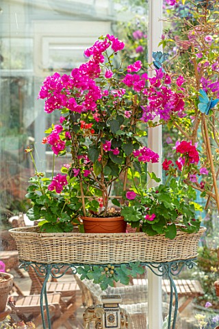 WATERDALE_WEST_MIDLANDS__PINK_BOUGAINVILLEA_IN_TERRACOTTA_CONTAINERS_IN_CONSERVATORY_HOUSEPLANTS