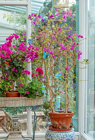 WATERDALE_WEST_MIDLANDS__PINK_BOUGAINVILLEA_IN_TERRACOTTA_CONTAINERS_IN_CONSERVATORY_HOUSEPLANTS