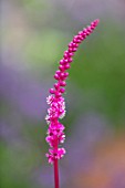 WATERDALE, WEST MIDLANDS: PLANT PORTRAIT OF THE PINK FLOWERS OF PHYTOLACCA PURPURASCENS, JULY