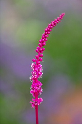 WATERDALE_WEST_MIDLANDS_PLANT_PORTRAIT_OF_THE_PINK_FLOWERS_OF_PHYTOLACCA_PURPURASCENS_JULY