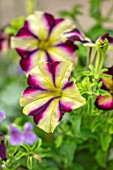 WATERDALE, WEST MIDLANDS: CLOSE UP OF YELLOW, PURPLE, RED, PINK FLOWERS OF PETUNIA BLACK STAR, BEDDING, ANNUALS