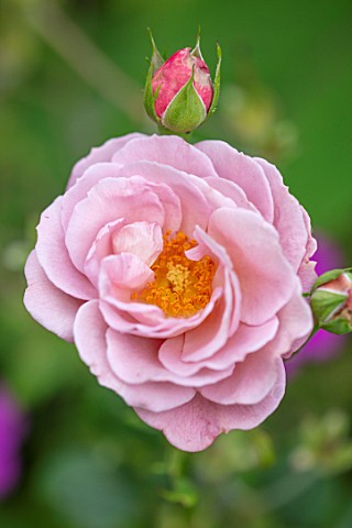 WATERDALE_WEST_MIDLANDS_CLOSE_UP_OF_PINK_FLOWERS_OF_KINGSWOOD_ROSE_CREATED_BY_KINGSWOOD_TRUST_A_LOCA