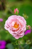 WATERDALE, WEST MIDLANDS: CLOSE UP OF PINK FLOWERS OF KINGSWOOD ROSE CREATED BY KINGSWOOD TRUST A LOCAL CHILDRENS CHARITY
