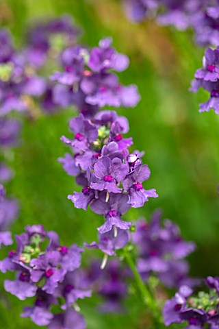 WATERDALE_WEST_MIDLANDS_CLOSE_UP_OF_PINK_PURPLE_VIOLET_FLOWERS_OF_NEMESIA_MYRTILLE_ALOHA_BLOOMS_BLOO
