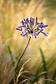 TYGER BARN, NORFOLK: DESIGNER JULIANNE FERNANDEZ- PLANT PORTRAIT OF AGAPANTHUS AFRICANUS. BULBS,BLUE, FLOWERS