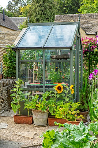 ADAMS_POOL_GLOUCESTERSHIRE_SMALL_GREENHOUSE_IN_KITCHEN_GARDEN_POTAGER_SUNFLOWERS_IN_CONTAINERS