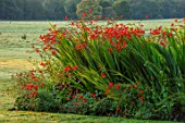 GLYNDEBOURNE, EAST SUSSEX: LAWN, BORDER, CROCOSMIA LUCIFER, RED BORDERS, ENGLISH, COUNTRY, GARDEN
