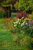 GLYNDEBOURNE, EAST SUSSEX: LAWN, BORDER, HYDRANGEA PANICULATA, COTINUS GRACE, POPPIES, RED BORDERS, ENGLISH, COUNTRY, GARDEN