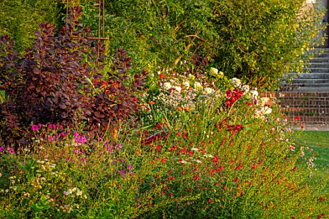 GLYNDEBOURNE_EAST_SUSSEX_LAWN_BORDER_HYDRANGEA_PANICULATA_COTINUS_GRACE_POPPIES_RED_BORDERS_ENGLISH_