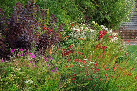 GLYNDEBOURNE_EAST_SUSSEX_LAWN_BORDER_HYDRANGEA_PANICULATA_COTINUS_GRACE_POPPIES_RED_BORDERS_ENGLISH_