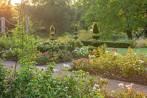 GLYNDEBOURNE_EAST_SUSSEX_THE_ROSE_GARDEN_IN_EARLY_MORNING_LIGHT_TOPIARY_PATHS_ROSES_ENGLISH_COUNTRY_
