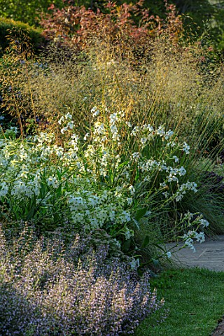 GLYNDEBOURNE_EAST_SUSSEX_BORDER_WITH_STIPA_GIGANTEA_CALEMINTHA_NEPETA_WHITE_NICOTIANA