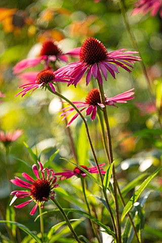 MORTON_HALL_WORCESTERSHIRE_PORTRAIT_OF_PINK_FLOWERS_OF_ECHINACEA_MORTON_HALL_PERENNIALS_FLOWERS_CONE