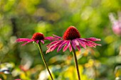 MORTON HALL, WORCESTERSHIRE: PORTRAIT OF PINK FLOWERS OF ECHINACEA MORTON HALL. PERENNIALS, FLOWERS, CONEFLOWER, BLOOMS, JULY