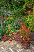 WATERDALE, WEST MIDLANDS: LAWN, BORDER WITH DAHLIAS, CROCOSMIAS, AGAPANTHUS, MELIANTHUS MAJOR, STEPS, TERRACOTTA CONTAINERS