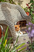 WATERDALE, WEST MIDLANDS - PATIO - PET GINGER CAT SLEEPING ON CHAIR ON TERRACE, PATIO