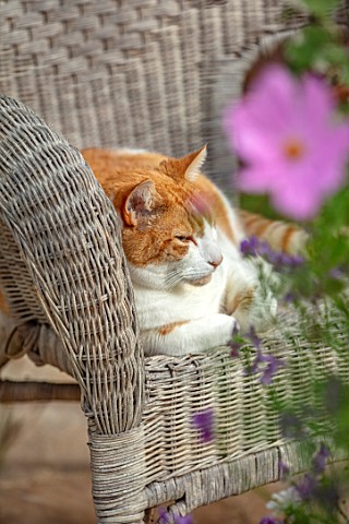WATERDALE_WEST_MIDLANDS__PATIO__PET_GINGER_CAT_SLEEPING_ON_CHAIR_ON_TERRACE_PATIO