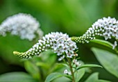 WATERDALE, WEST MIDLANDS: CLOSE UP OF WHITE FLOWERS OF LYSIMACHIA CLETHROIDES, BLOOMS, BLOOMING, FLOWERING, SUMMER, PERENNIALS