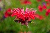 WATERDALE, WEST MIDLANDS: CLOSE UP OF RED FLOWERS OF MONARDA CAMBRIDGE SCARLET, BLOOMS, BLOOMING, FLOWERING, SUMMER