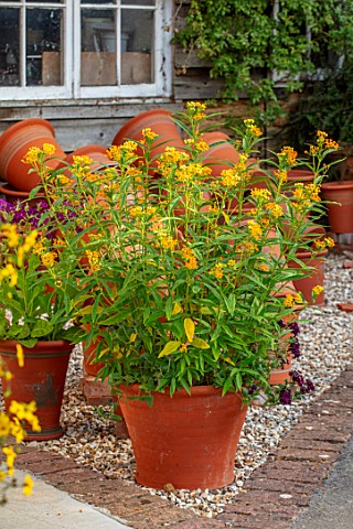 WHICHFORD_POTTERY_OXFORDSHIRE_CONTAINER_PLANTED_WITH_ASCLEPIAS_SILKY_GOLD