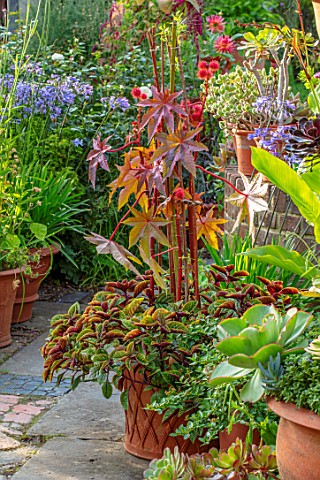WHICHFORD_POTTERY_OXFORDSHIRE_TERRACOTTA_CONTAINERS_ON_PATIO_RICINUS_BEGONIAS