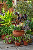 WHICHFORD POTTERY, OXFORDSHIRE: CONTAINERS ON PATIO, TERRACE, COURTYARD, PLANTED WITH SUCCULENTS