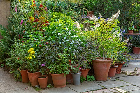 WHICHFORD_POTTERY_OXFORDSHIRE_TERRACOTTA__CONTAINERS_ON_PATIO_TERRACE_COURTYARD