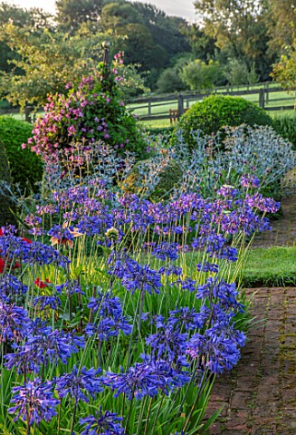 PETTIFERS_OXFORDSHIRE_DESIGNER_GINA_PRICE_THE_PARTERRE_IN_AUGUST__AGAPANTHUS_HEADBOURNE_HYBRIDS_CLEM