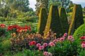 PETTIFERS, OXFORDSHIRE, DESIGNER GINA PRICE: THE PARTERRE IN AUGUST - DAHLIAS INCLUDING MOONSHINE, MORNING, LIGHT, SUNRISE, YEW