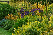 PETTIFERS, OXFORDSHIRE, DESIGNER GINA PRICE: BLUE, YELLOW COMBINATION IN BORDER - AGAPANTHUS QUINK DROPS, HEMEROCALLIS MARGERY FISH, AUGUST