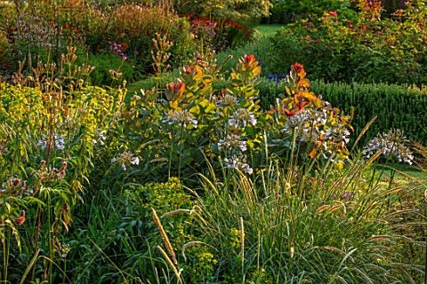 PETTIFERS_OXFORDSHIRE_DESIGNER_GINA_PRICE_COMBINATION_OF_COTINUS_AND_AGAPANTHUS_WINDSOR_GREY_PENNISE