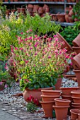 WHICHFORD POTTERY, WARWICKSHIRE: TERRACOTTA CONTAINER PLANTED WITH PINK NICOTIANA