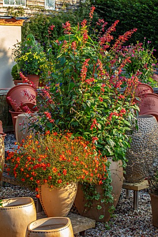 WHICHFORD_POTTERY_WARWICKSHIRE_CONTAINERS_PLANTED_WITH_BIDENS_BEEDANCE_PAINTED_RED_SALVIA_CONFERTIFL