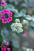 WHICHFORD POTTERY, WARWICKSHIRE: PLANT PORTRAIT OF GREY CREAM FLOWER OF HELICHRYSUM PETIOLARE, SILVER BUSH EVERLASTING FLOWER, LICORICE PLANT