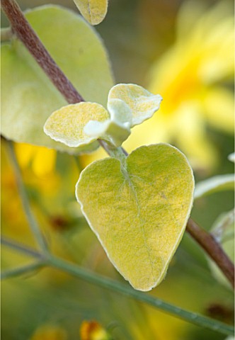 WHICHFORD_POTTERY_WARWICKSHIRE_PLANT_PORTRAIT_OF_YELLOW_LEAVES_OF_HELICHRYSUM_PETIOLARE_LIMELIGHT_AN