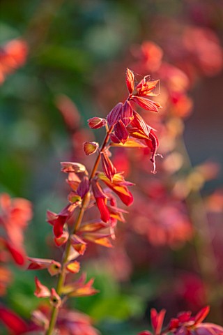 WHICHFORD_POTTERY_WARWICKSHIRE_PLANT_PORTRAIT_OF_RED_FLOWERS_OF_SAGE_SALVIA_EMBERS_WISH