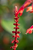 WHICHFORD POTTERY, WARWICKSHIRE: PLANT PORTRAIT OF RED FLOWERS OF SAGE, SALVIA CONFERTIFLORA, PERENNIALS, BLOOMS