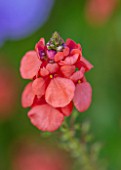 WHICHFORD POTTERY, WARWICKSHIRE: PLANT PORTRAIT OF PINK, ORANGE FLOWERS OF DIASCIA PERSONATA ORANGE